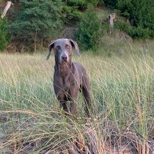 Meet your Posher, Heidi